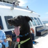 Keeping my mind of my wedding...Show me your dog:)!!**Pics