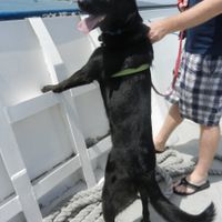 Keeping my mind of my wedding...Show me your dog:)!!**Pics