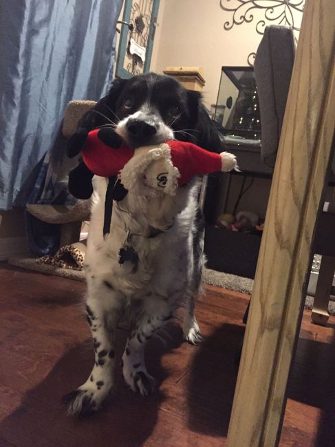 NWR: Puppy Friday!!