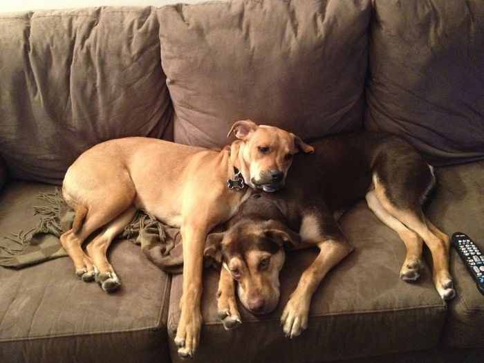 NWR- who has adopted their animals??