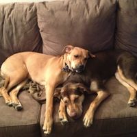 NWR- who has adopted their animals??