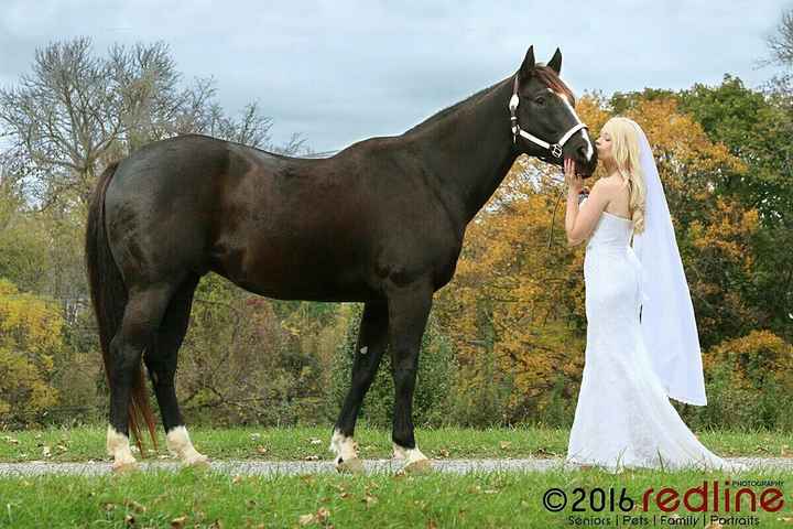 NWR: Equestrians of WW