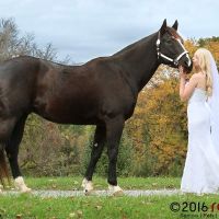 Would like to include my horse in my wedding- any advice?