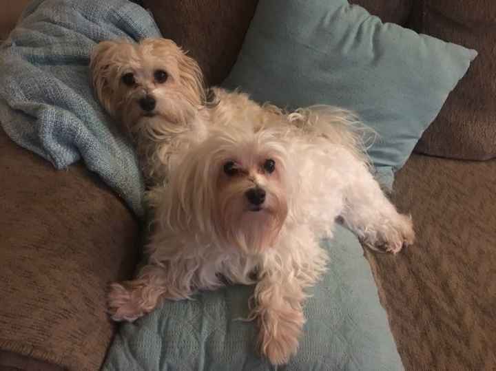 Incorporating Pets in Wedding