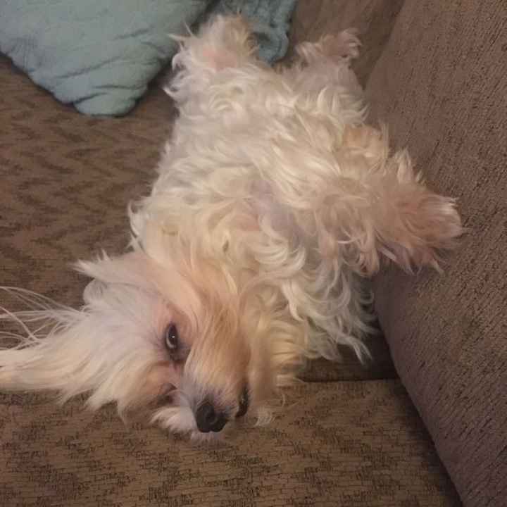 Spinoff: Show us your rescues!