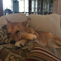 NWR: Nervous Nelly, NCLEX