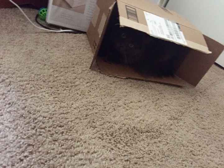 NWR:  Thursday Fursday