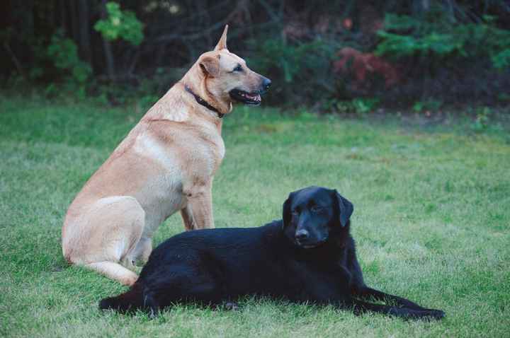 Country Wedding PRO-BAM!