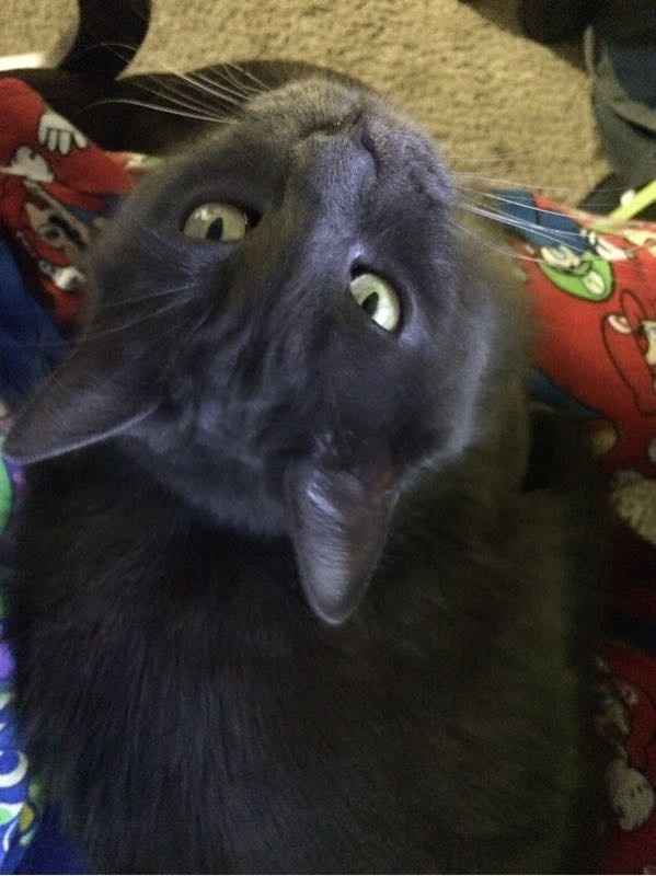 Fur Babies (Give the Best Hugs)