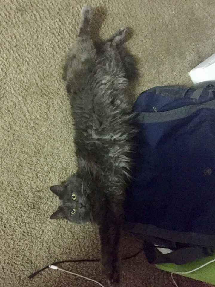 Fur Babies (Give the Best Hugs)