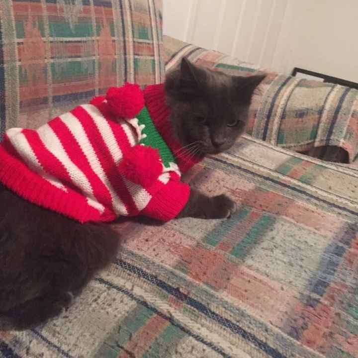 NWR: Do your pets celebrate Halloween?