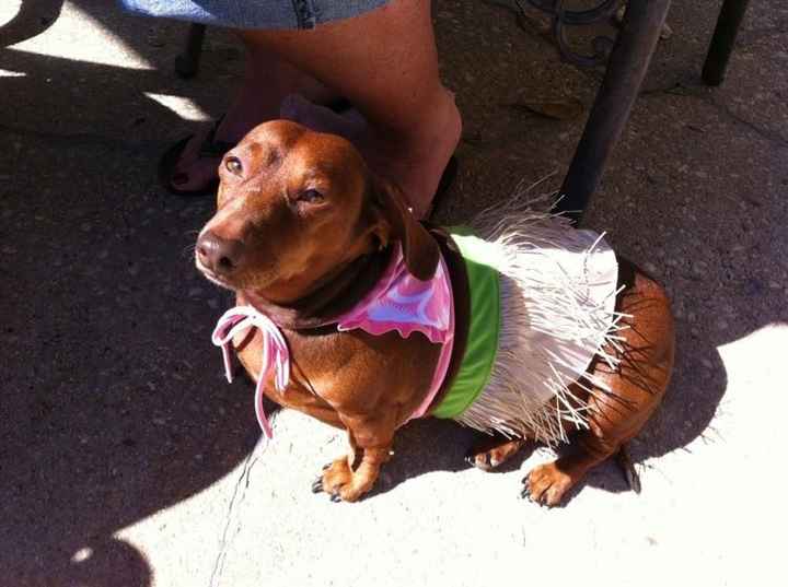 NWR: Do your pets celebrate Halloween?