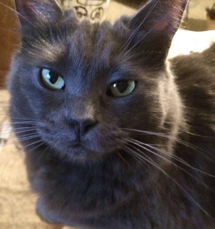 Positive thoughts and pictures of fluffy pets please