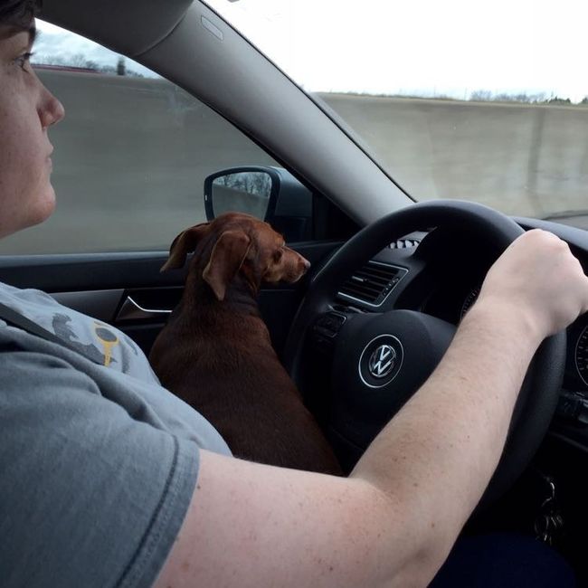 NWR: Dachshunds and other small dog owners
