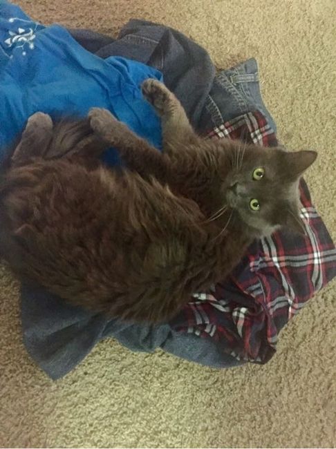 Show my your kitties!