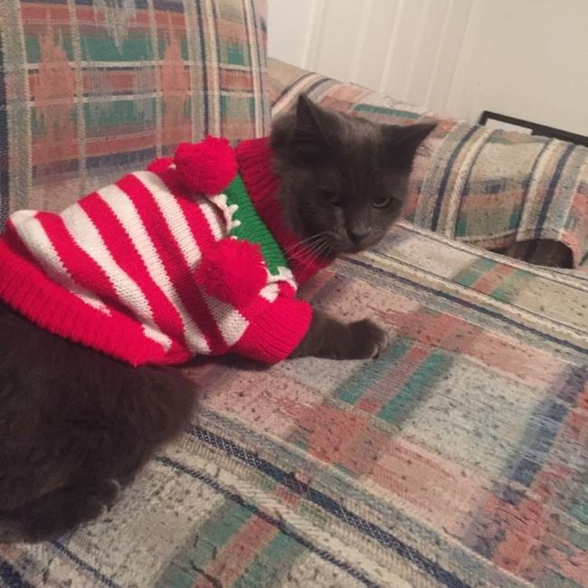 NWR: Do your pets celebrate Halloween?
