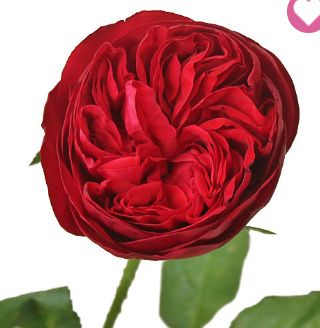 Deep Red Rose