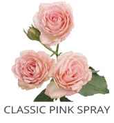 My favorite, Pink Spray Mini Roses
