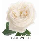 Classic, True White Rose