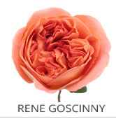 This gorgeous Orange Filler Rose