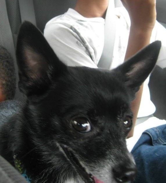 It is national dog day!