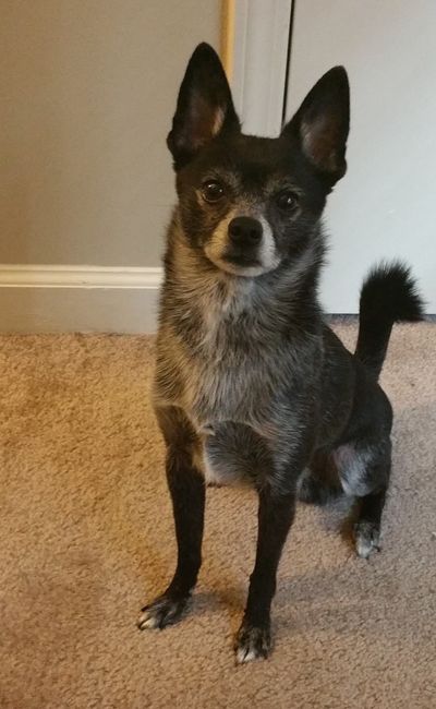 It is national dog day!