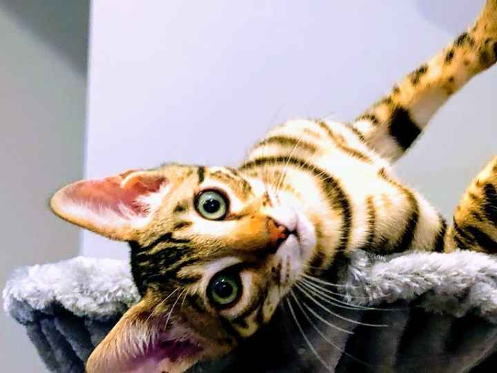 Save the Date cards using your feline friend! - 1