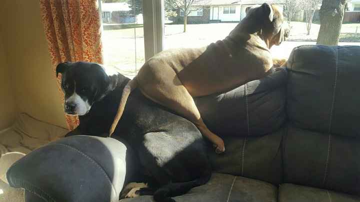 NWR: Puppies and fur babies!
