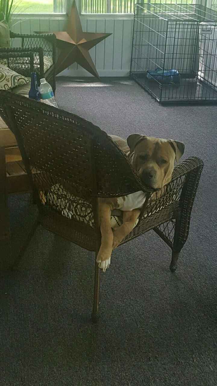 Furbaby pick me up