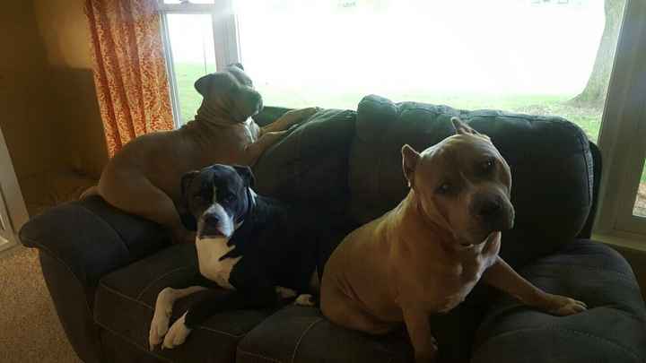 Furbaby pick me up