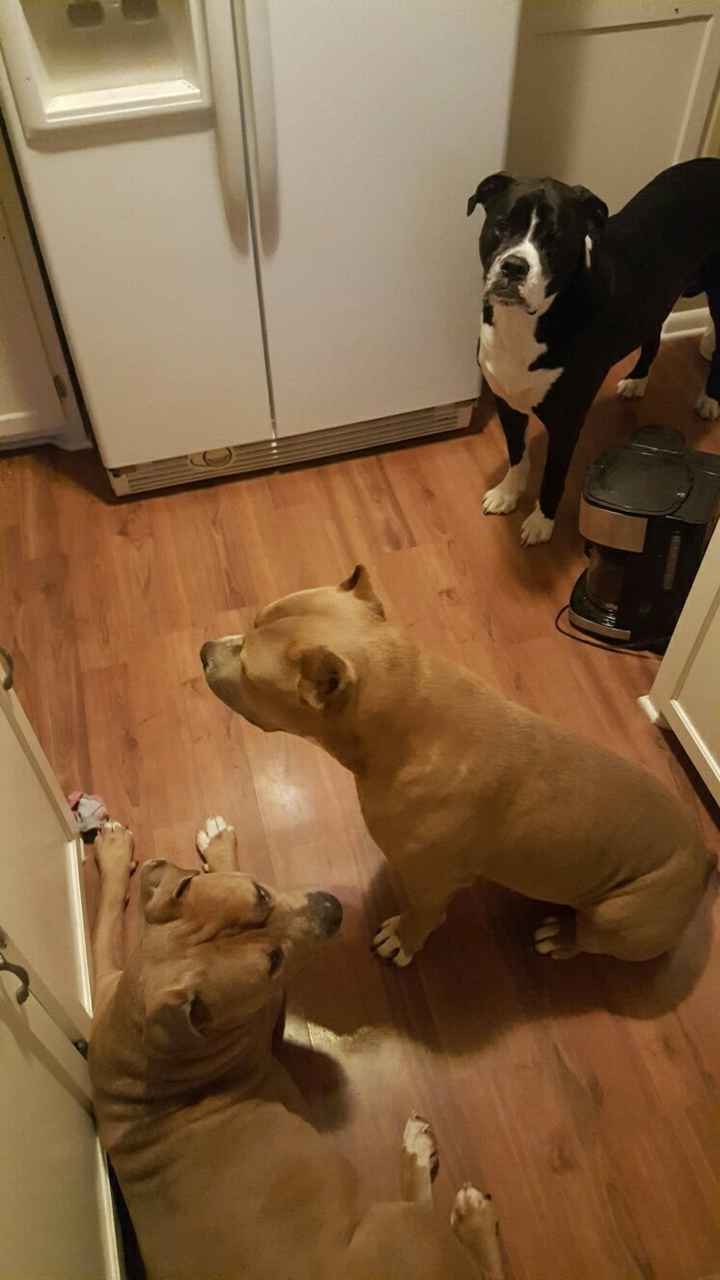 Nwr: puppy fever! (Pics included)