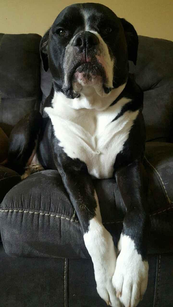 NWR: National Dog Day!
