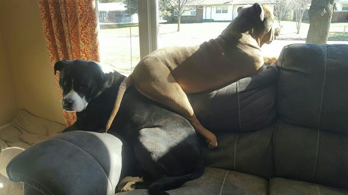 NWR: Puppies and fur babies!
