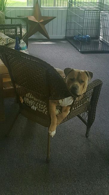 Furbaby pick me up