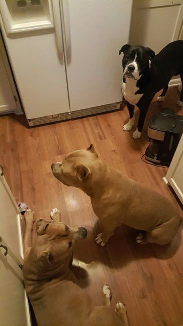 Nwr: puppy fever! (Pics included)