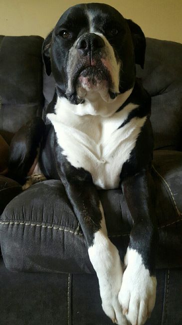 NWR: National Dog Day!