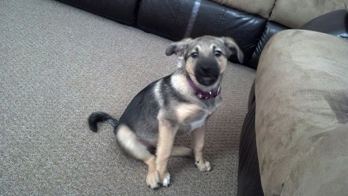 Lets see those puppies that we share with our FHs!