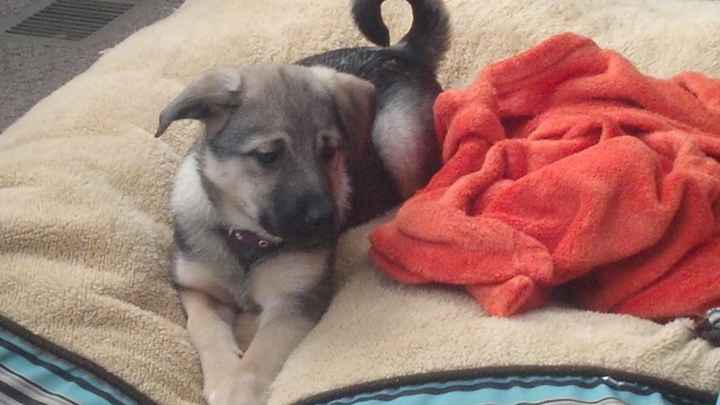 Lets see those puppies that we share with our FHs!