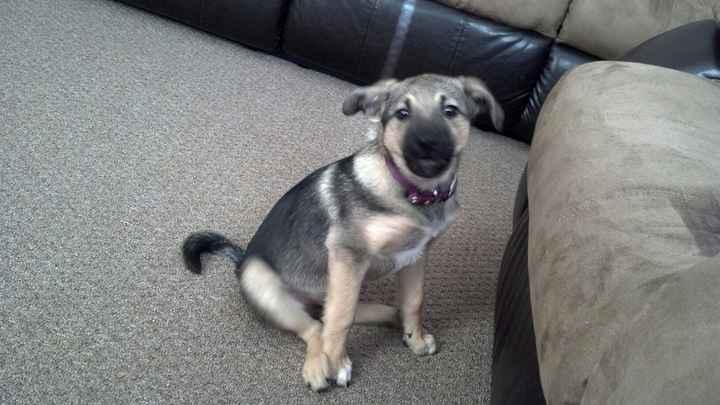 Lets see those puppies that we share with our FHs!