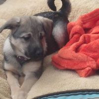 Lets see those puppies that we share with our FHs!