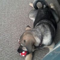 Lets see those puppies that we share with our FHs!