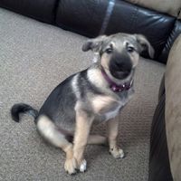 Lets see those puppies that we share with our FHs!