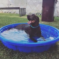 Furbabies?(non wedding post)