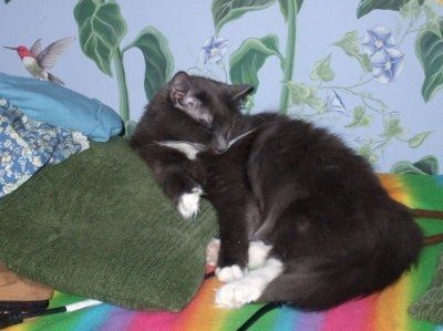 NWR: Show off your fur baby!