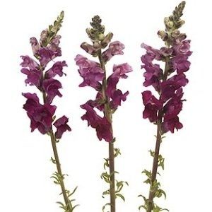 For Barbara getting married in CA, some floral ideas