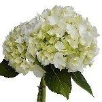 For Barbara getting married in CA, some floral ideas