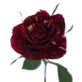 For Barbara getting married in CA, some floral ideas