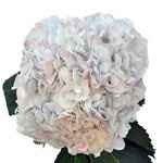 For Barbara getting married in CA, some floral ideas