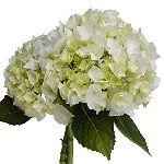 For Barbara getting married in CA, some floral ideas