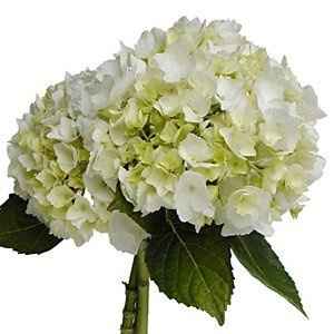 How many hydrangea stems per bouquet?